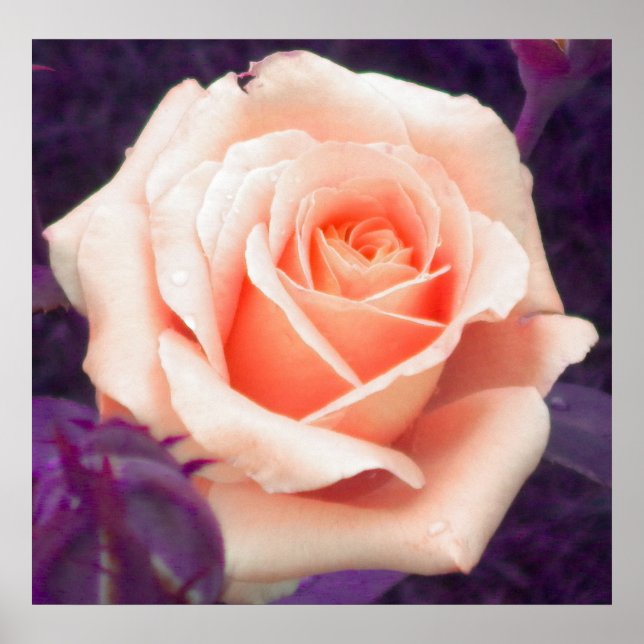Peach Rose Poster (Front)