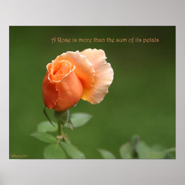 Peach Rose Poster: ROSE & PROSE 20x16 Poster (Front)