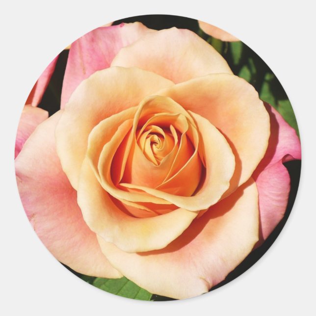 Peach Rose Stickers (Front)