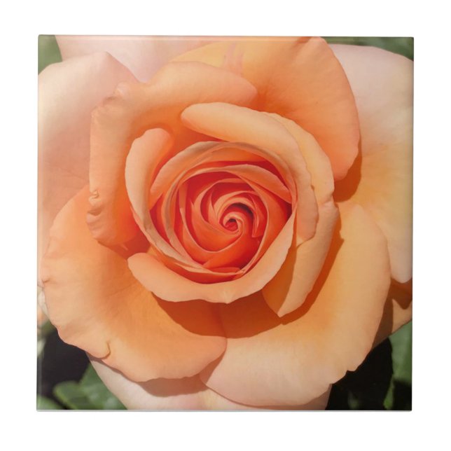 Peach Rose Tile (Front)