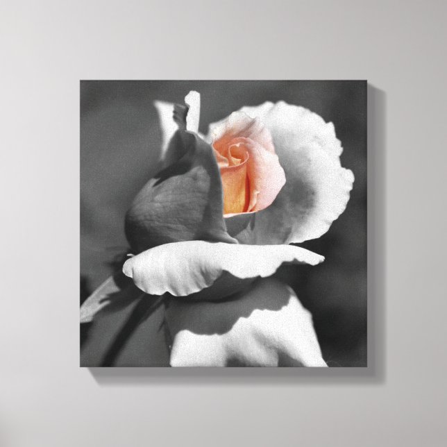 Peach Rosebud Black And White Partial Colour  Canvas Print (Front)