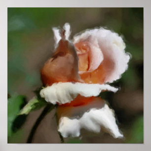 Peach Rosebud Flower Art Poster