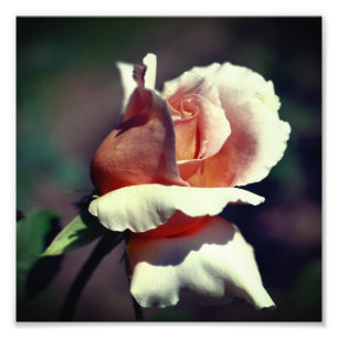 Peach Rosebud Flower Close Up 8x8 Photo Print