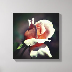Peach Rosebud Flower Close Up Canvas Print