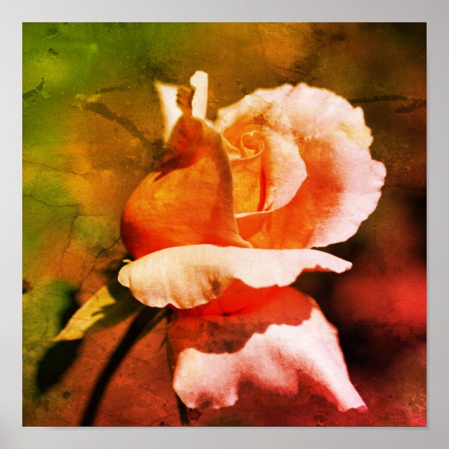 Peach Rosebud Flower Close Up Distressed Art Poster (Front)