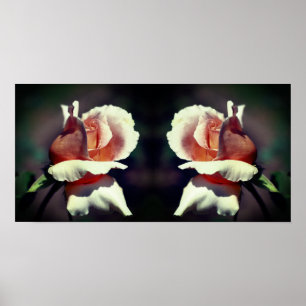 Peach Rosebud Flower Close Up Mirror Abstract Poster