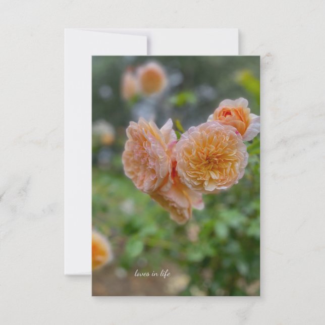 Peach Roses  Card (Front)