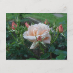 Peach Roses Flower Postcard