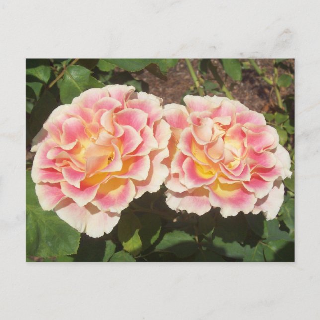 Peach Roses Postcard (Front)