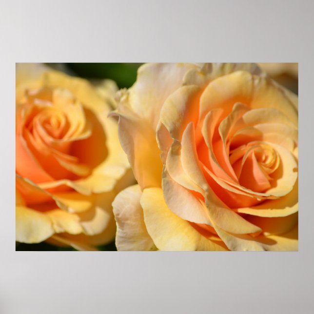 Peach Roses Poster (Front)