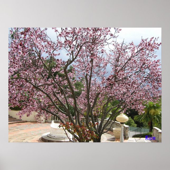 Peach Tree in bloom - Hearst Castle 2005 Poster (Front)