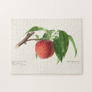 Peach Twig (Prunus Persica) Fruit Painting Jigsaw Puzzle