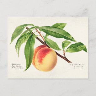 Peach Twig (Prunus Persica) Fruit Painting Postcard