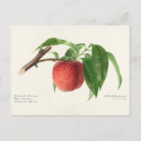 Peach Twig (Prunus Persica) Fruit Painting