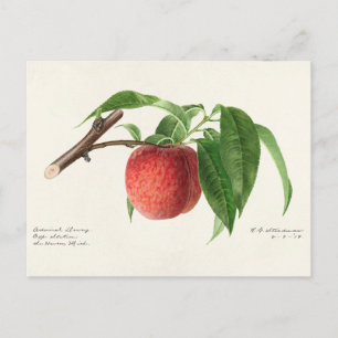 Peach Twig (Prunus Persica) Fruit Painting Postcard