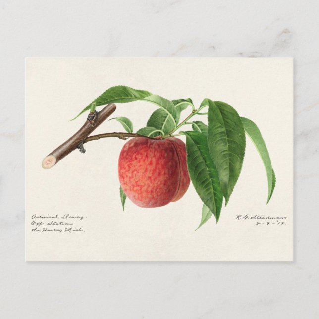 Peach Twig (Prunus Persica) Fruit Painting Postcard (Front)