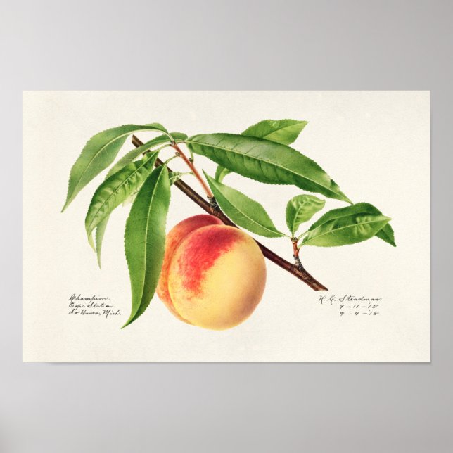 Peach Twig (Prunus Persica) Fruit Painting Poster (Front)