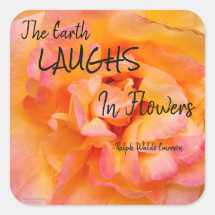 Peach Yellow Pink Blend Rose Flower Photo Square Sticker