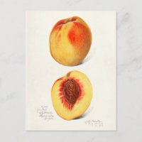 Peaches (Prunus Persica) Fruit Watercolor Painting