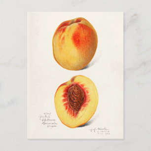 Peaches (Prunus Persica) Fruit Watercolor Painting Postcard