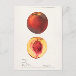 Peaches (Prunus Persica) Fruit Watercolor Painting Postcard