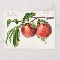 Peaches (Prunus Persica) Fruit Watercolor Painting