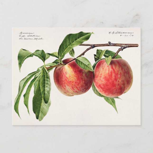 Peaches (Prunus Persica) Fruit Watercolor Painting Postcard (Front)