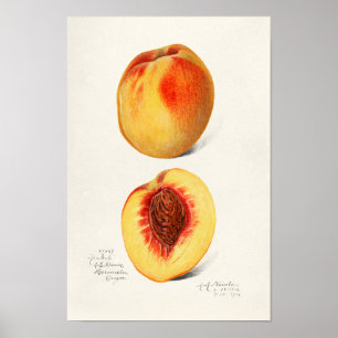 Peaches (Prunus Persica) Fruit Watercolor Painting Poster