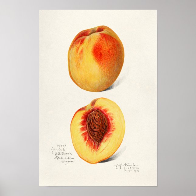 Peaches (Prunus Persica) Fruit Watercolor Painting Poster (Front)