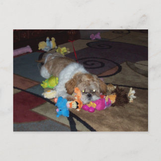 PEACHES The Cute Shih Tzu Postcard