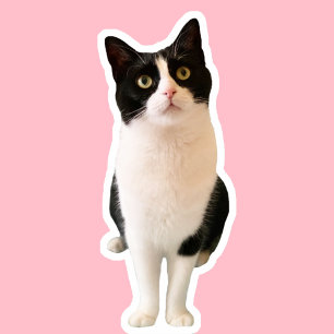 Peaches the Tuxedo Cat Custom Sticker