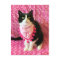 Peaches the Tuxedo Cat Pink Postcard