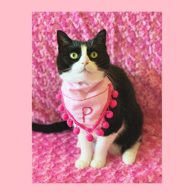 Peaches the Tuxedo Cat Pink Postcard (Creator Uploaded)