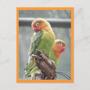 Peachface parrots postcard