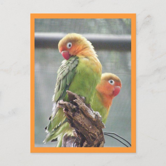 Peachface parrots postcard (Front)