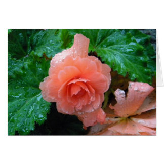 Peachy Begonia