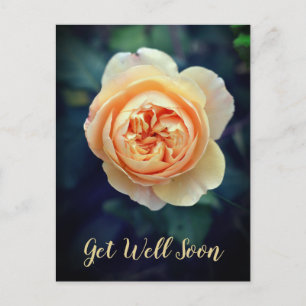 Peachy Orange Garden Rose Flower Get Well Soon Holiday Postcard