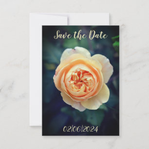 Peachy Orange Garden Rose Flower Save the Date