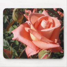 Peachy Pink Rose