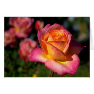 Peachy Pink Rose Note Card