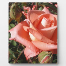 Peachy Pink Rose