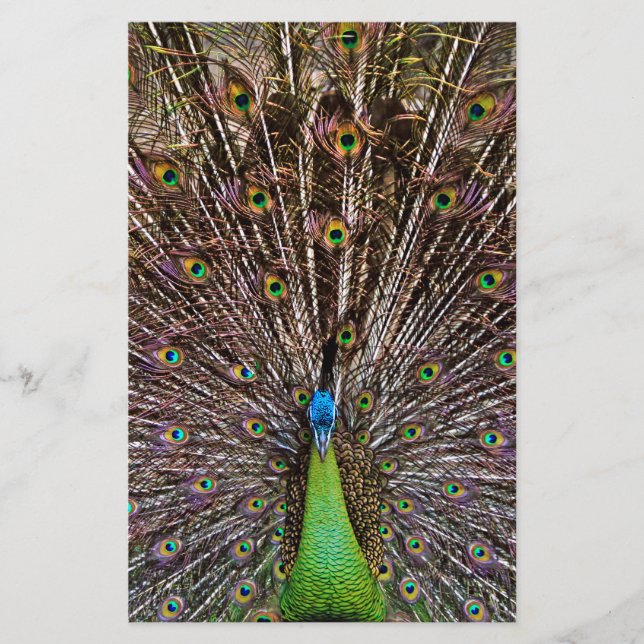 Peacock (Front)
