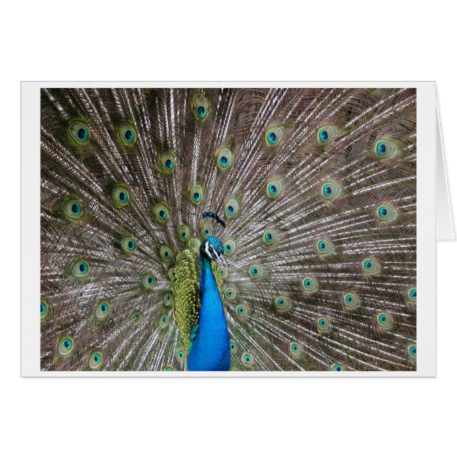 Peacock (Front Horizontal)