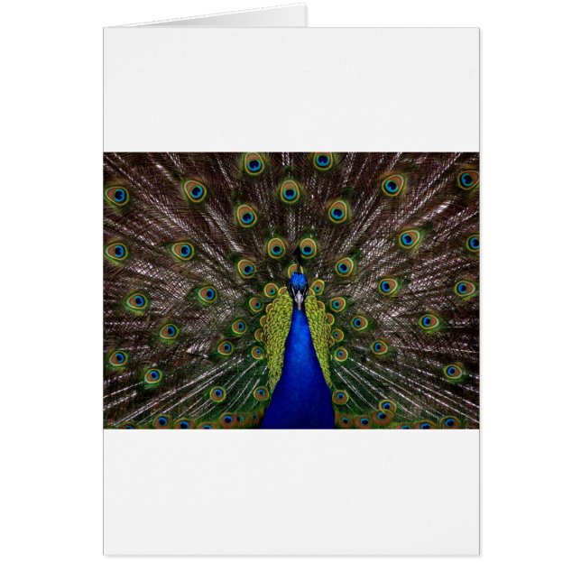 Peacock (Front)