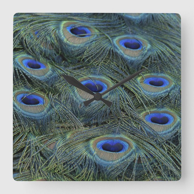 Peacock20160301 Square Wall Clock (Front)