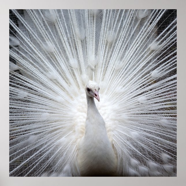 Peacock20160401 Poster (Front)