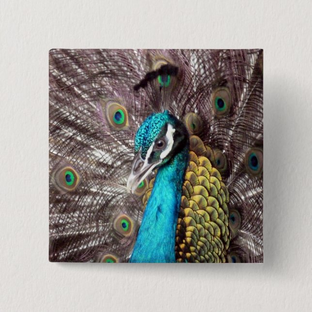 peacock 15 cm square badge (Front)