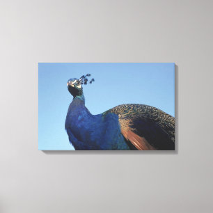 Peacock 2 canvas print