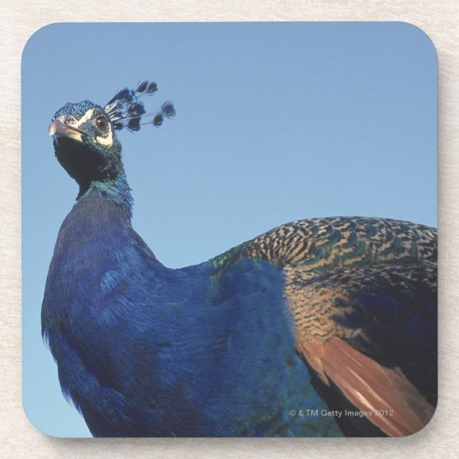 Peacock 2 coaster (Front)