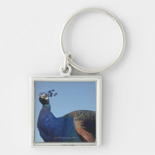 Peacock 2 key ring